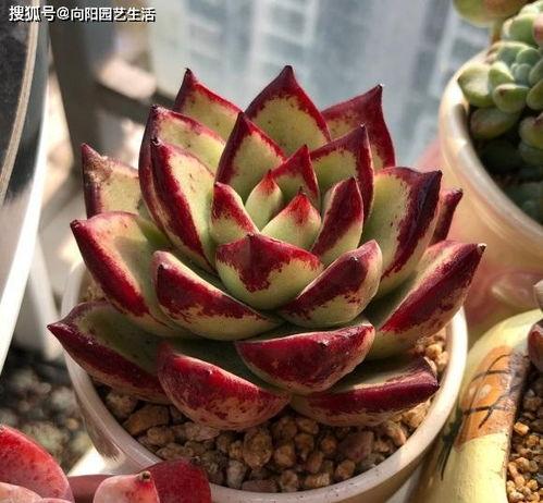 多肉饱饱爆料覃海洋视频,视频背后的故事与真相